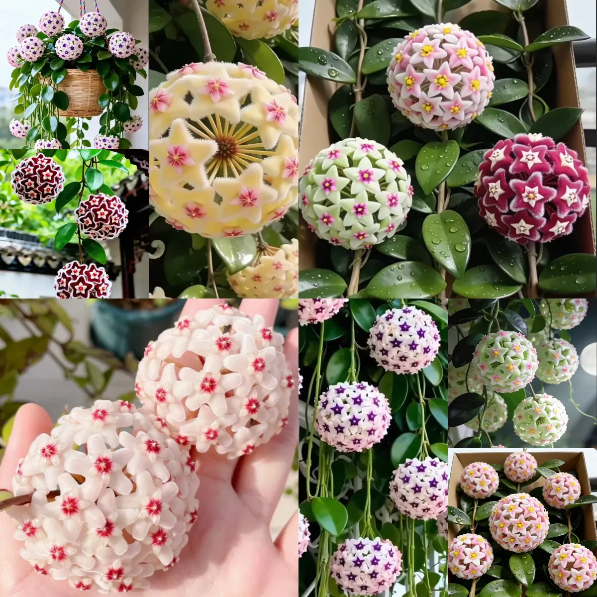 ✨ Цибулини Хойї