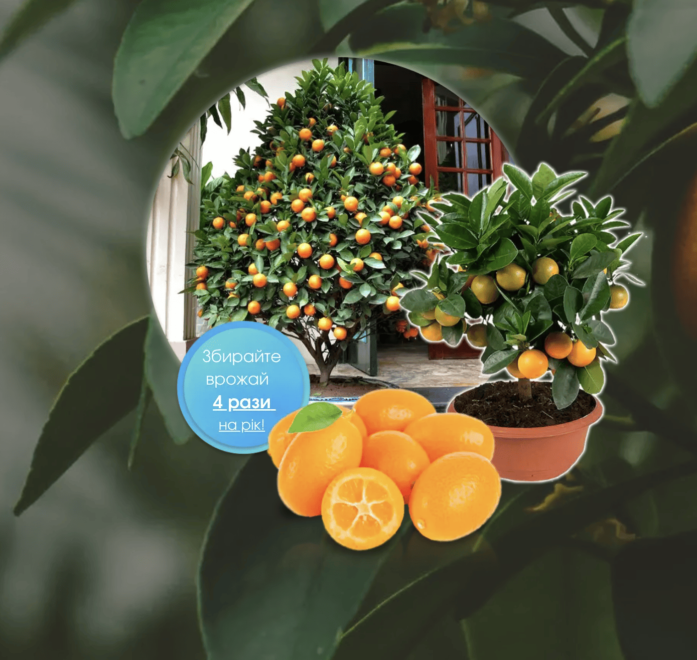 Кумкват «Golden Orange»