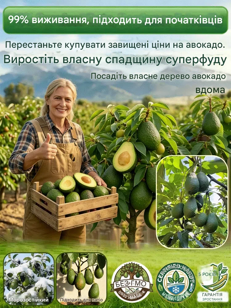 Саджанці авокадо преміум-класу